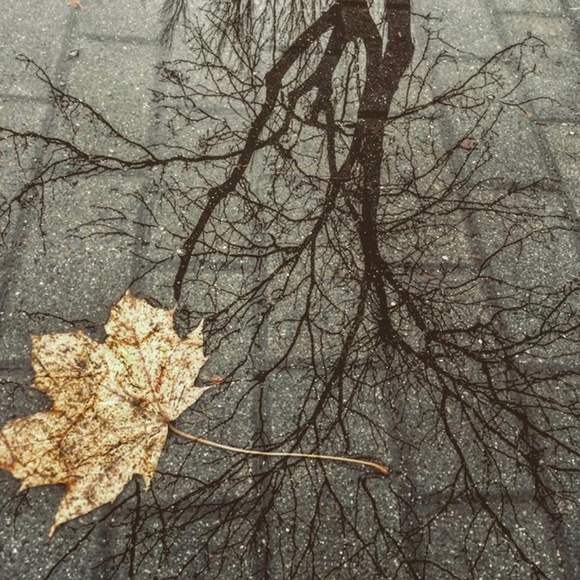 Meet your Posher, Luna - Picture 15 of 15